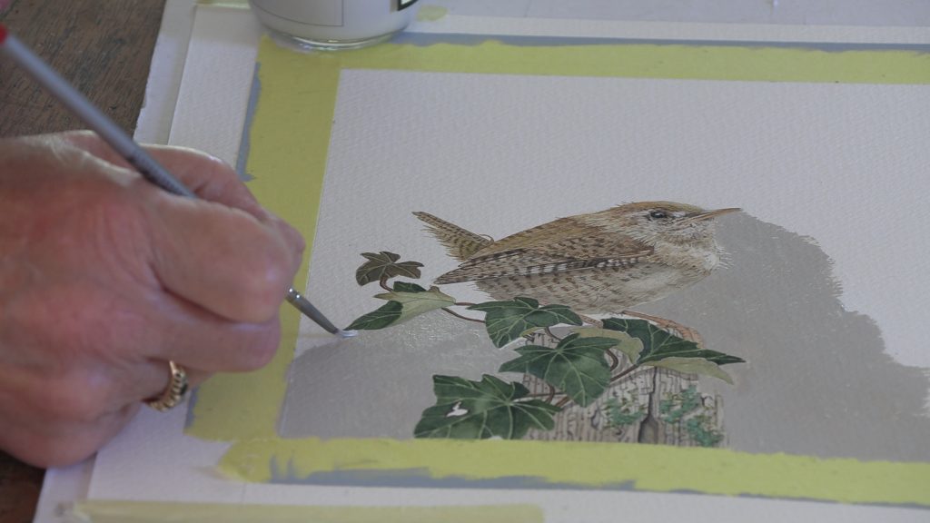 watercolour painting of birds Sara Kenyon